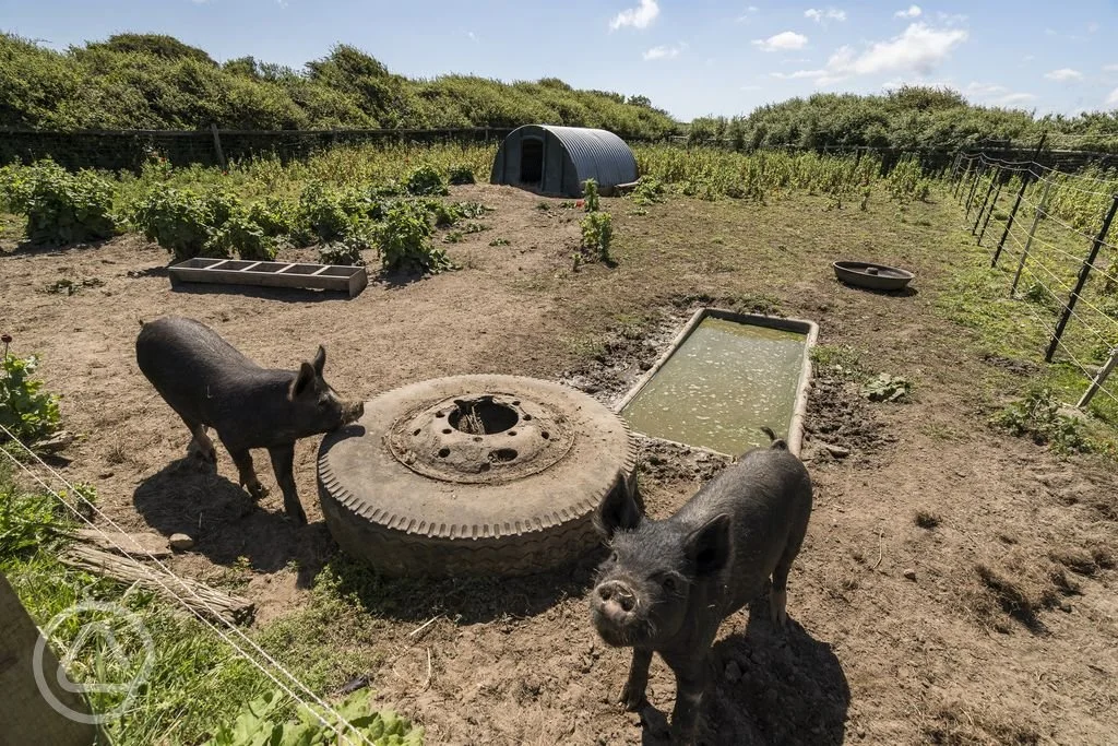 pigs-onsite.jpg