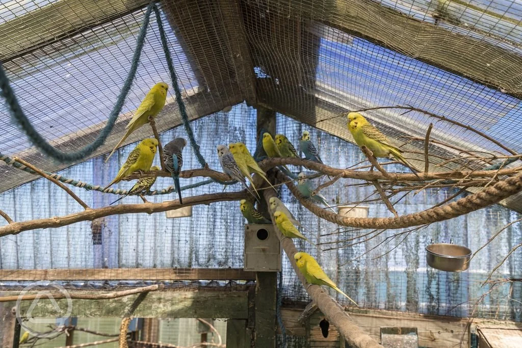 budgies-onsite.jpg