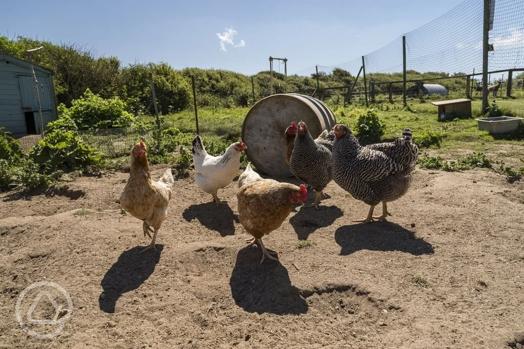 chickens-onsite.jpg