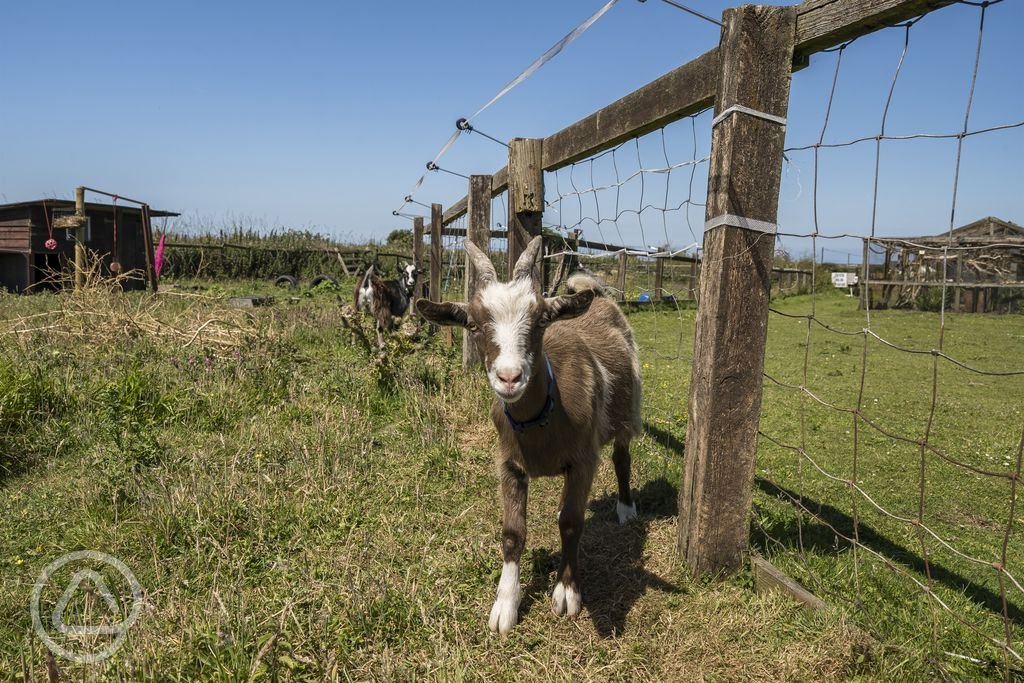 goats-onsite.jpg