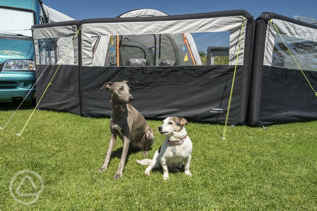 dog-friendly-pitches.jpg