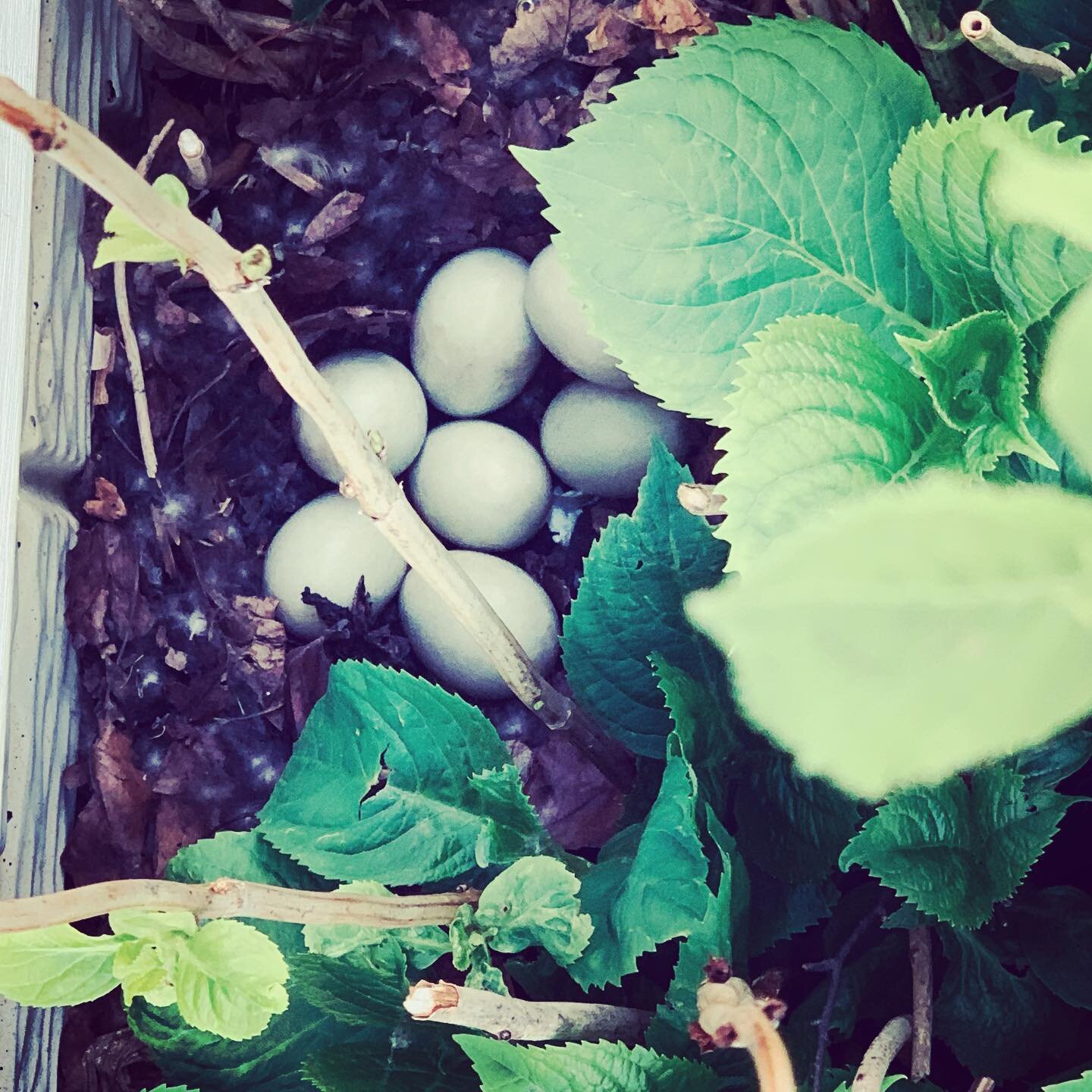 A mallard laid her eggs behind our hydrangea. Once there were 12. Now there are 7. Praying for ducklings to hatch and waddle to the neighbor&rsquo;s pond soon!