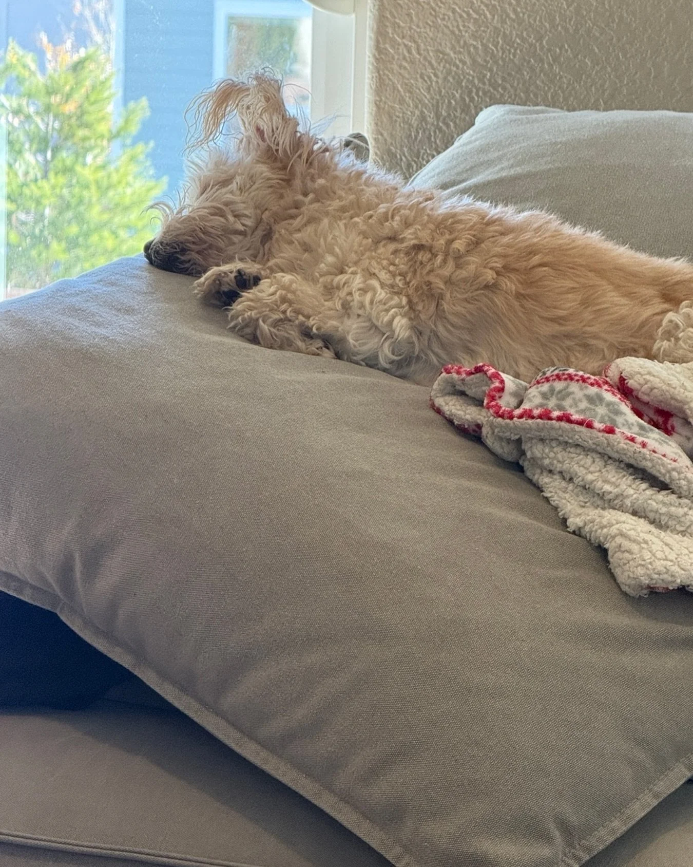 My grand-puppy basking in the Colorado sunshine. I could learn a lot about rest and peace from her. Grateful to be with my daughter and grandson for a few days. 💕