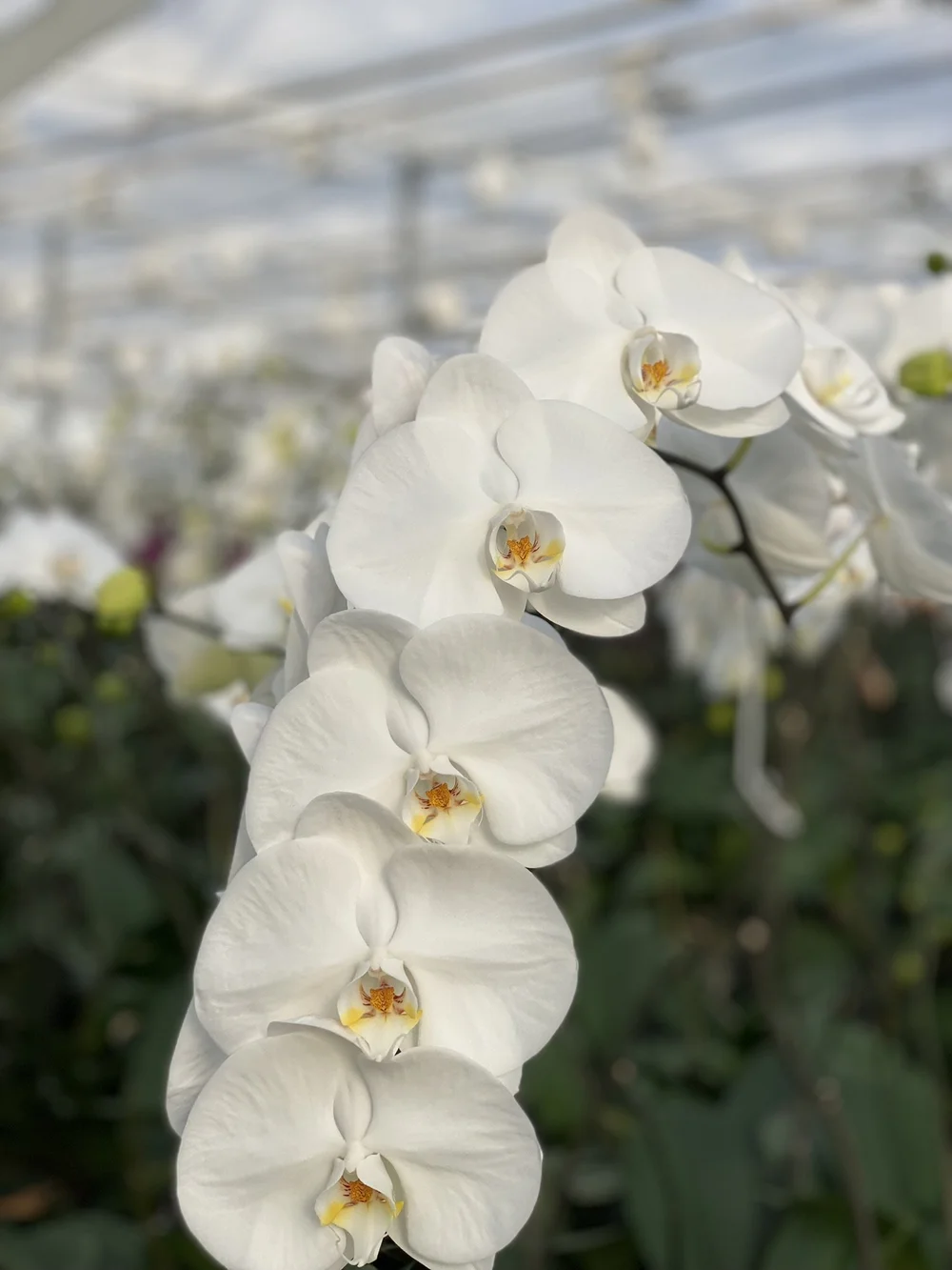 IMG_3104 - kopie.JPEG