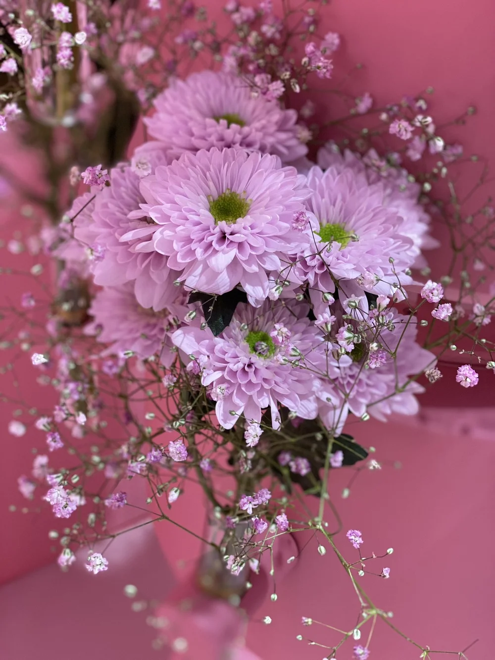 Chrysant Commander Pink