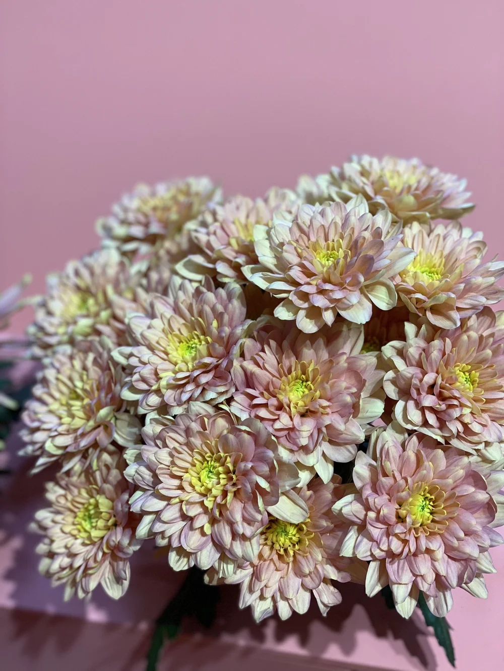 Chrysant zalm salmon