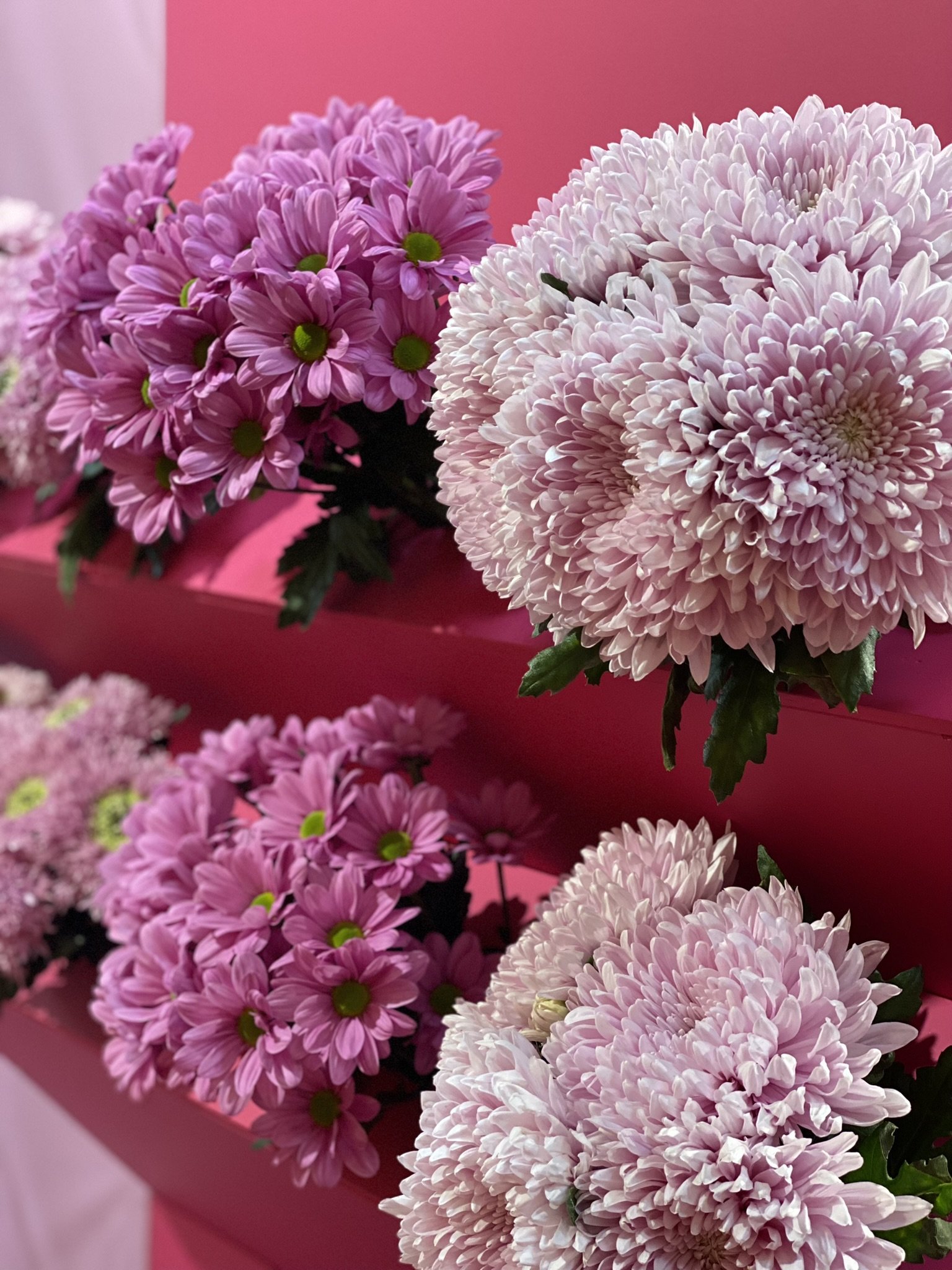 Chrysanten