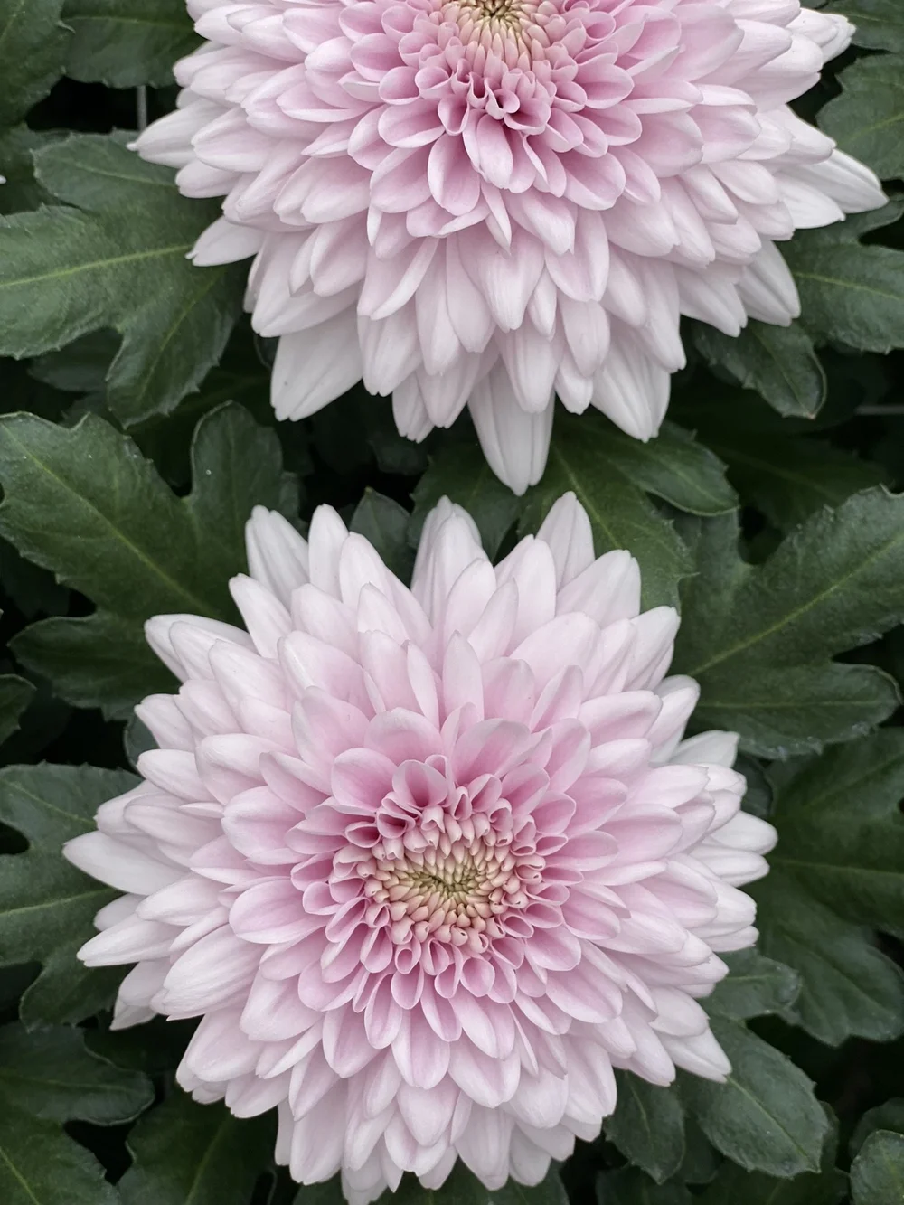 Chrysant Rose