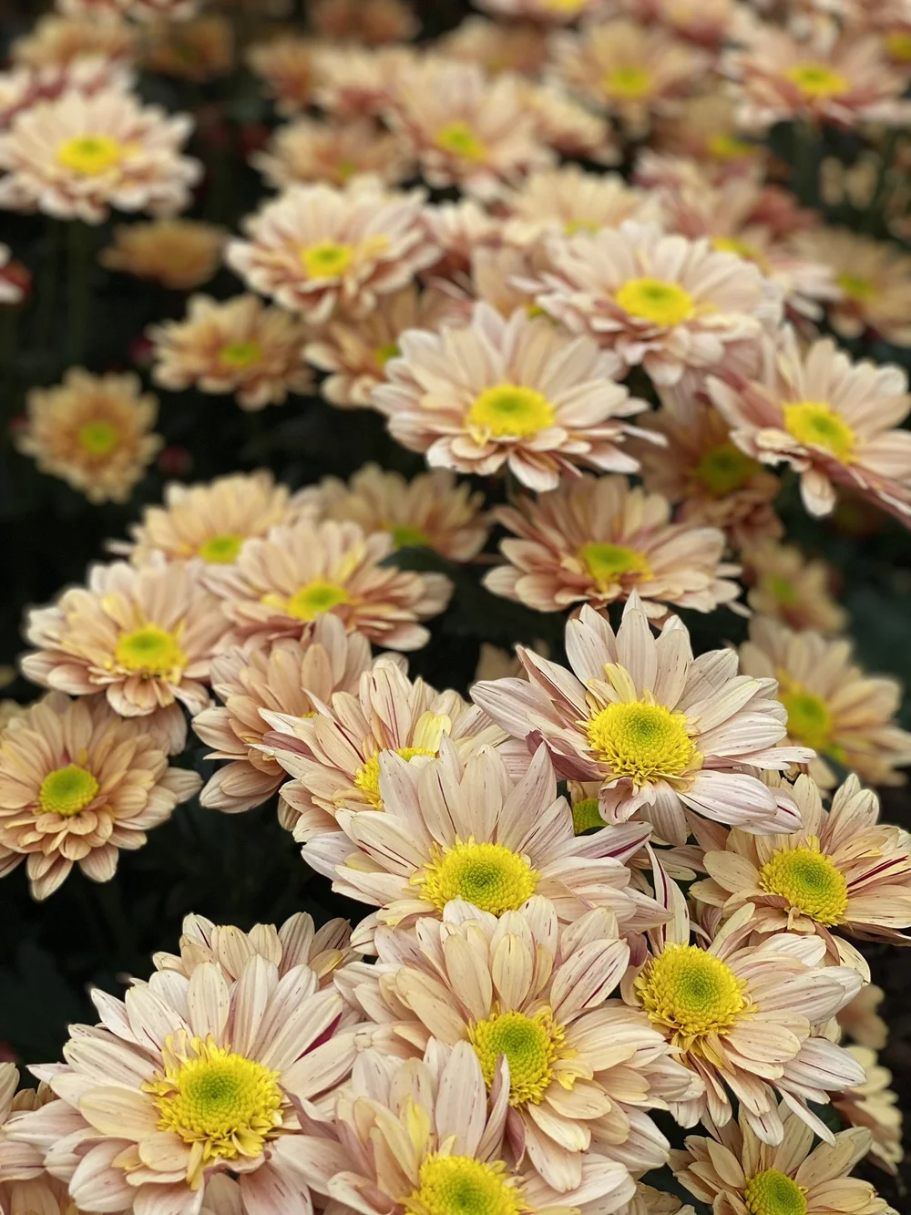 Chrysant zalm