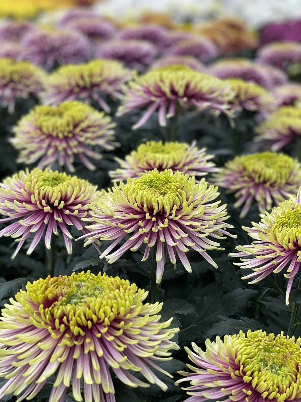 Spinchrysant