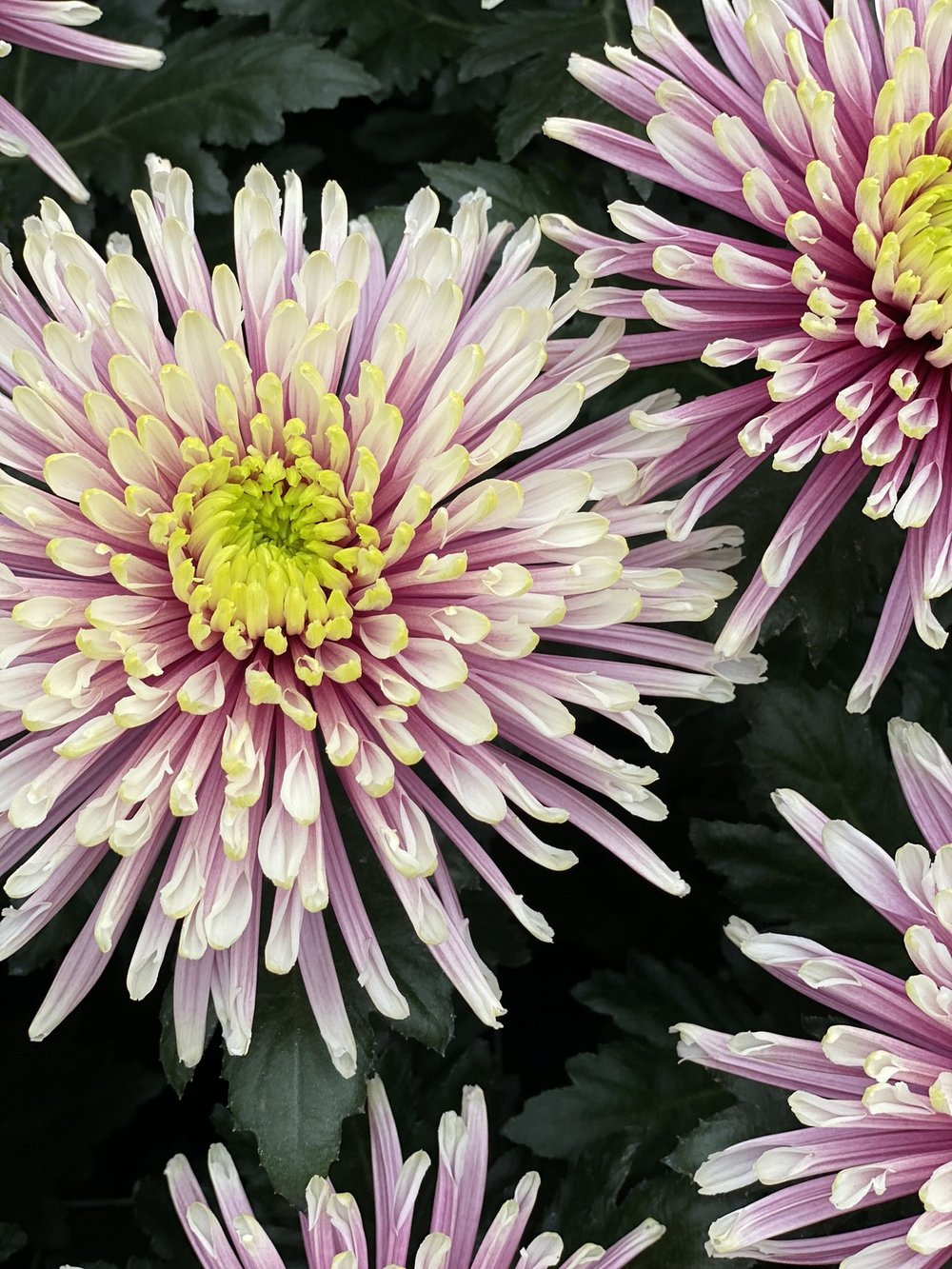Spinchrysant