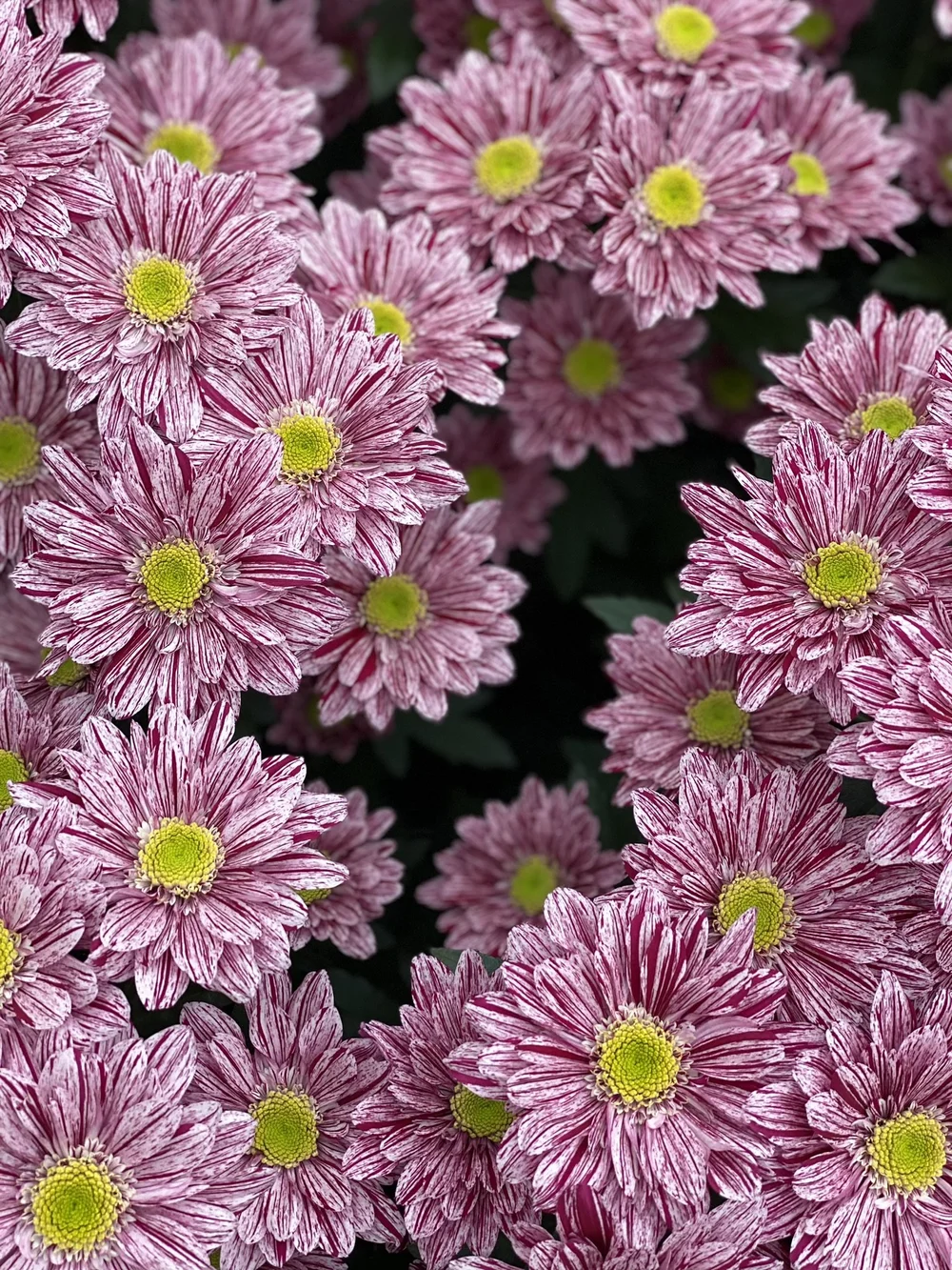 Delishow by Deliflor Chrysanten