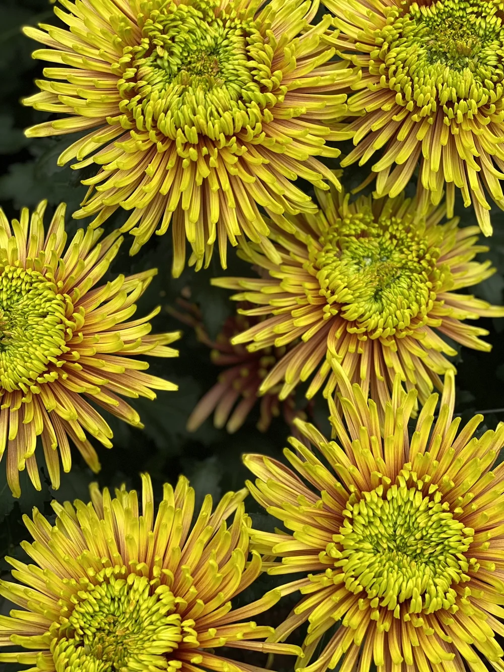 Delishow by Deliflor 