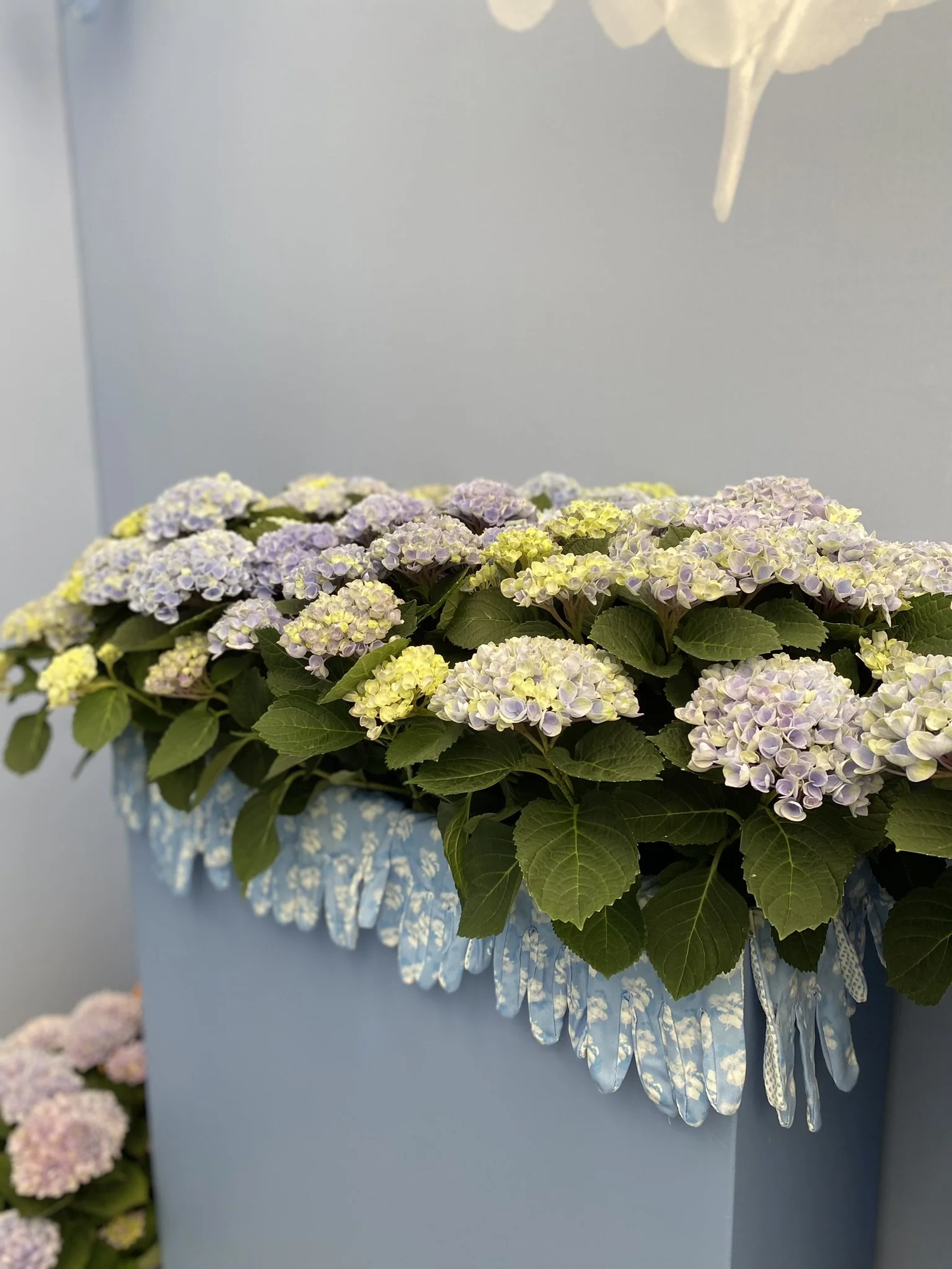 Magical Hydrangea