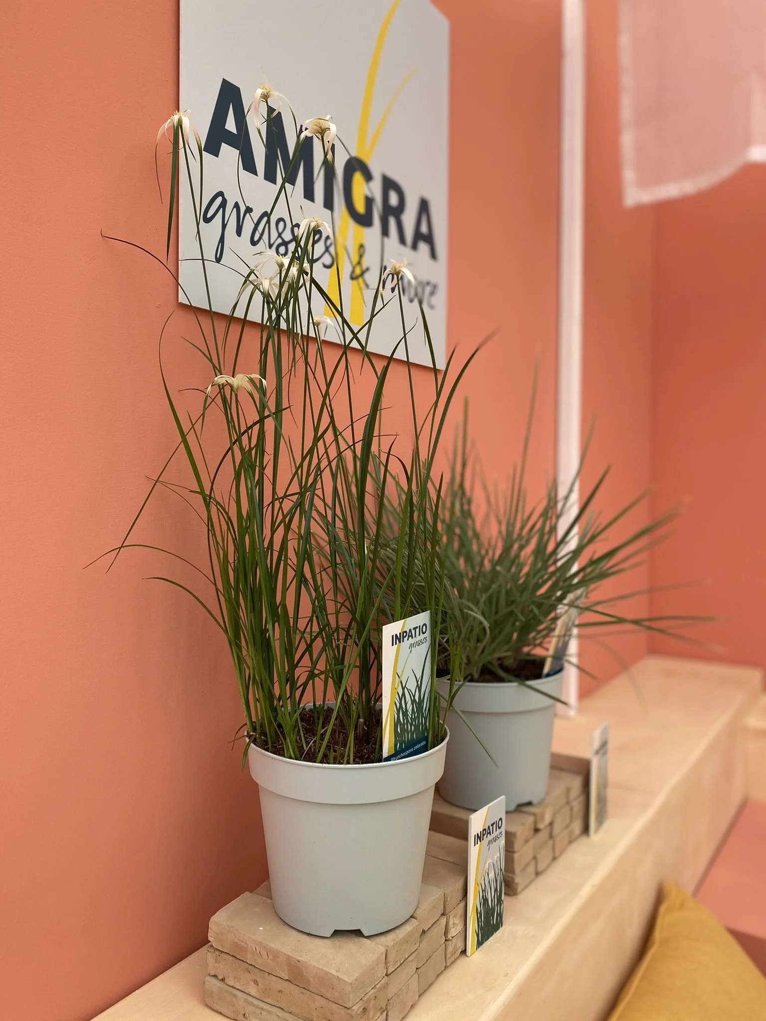 Amigra Grasses