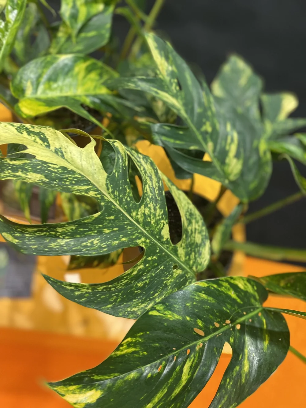 Blog Maarten Huisman