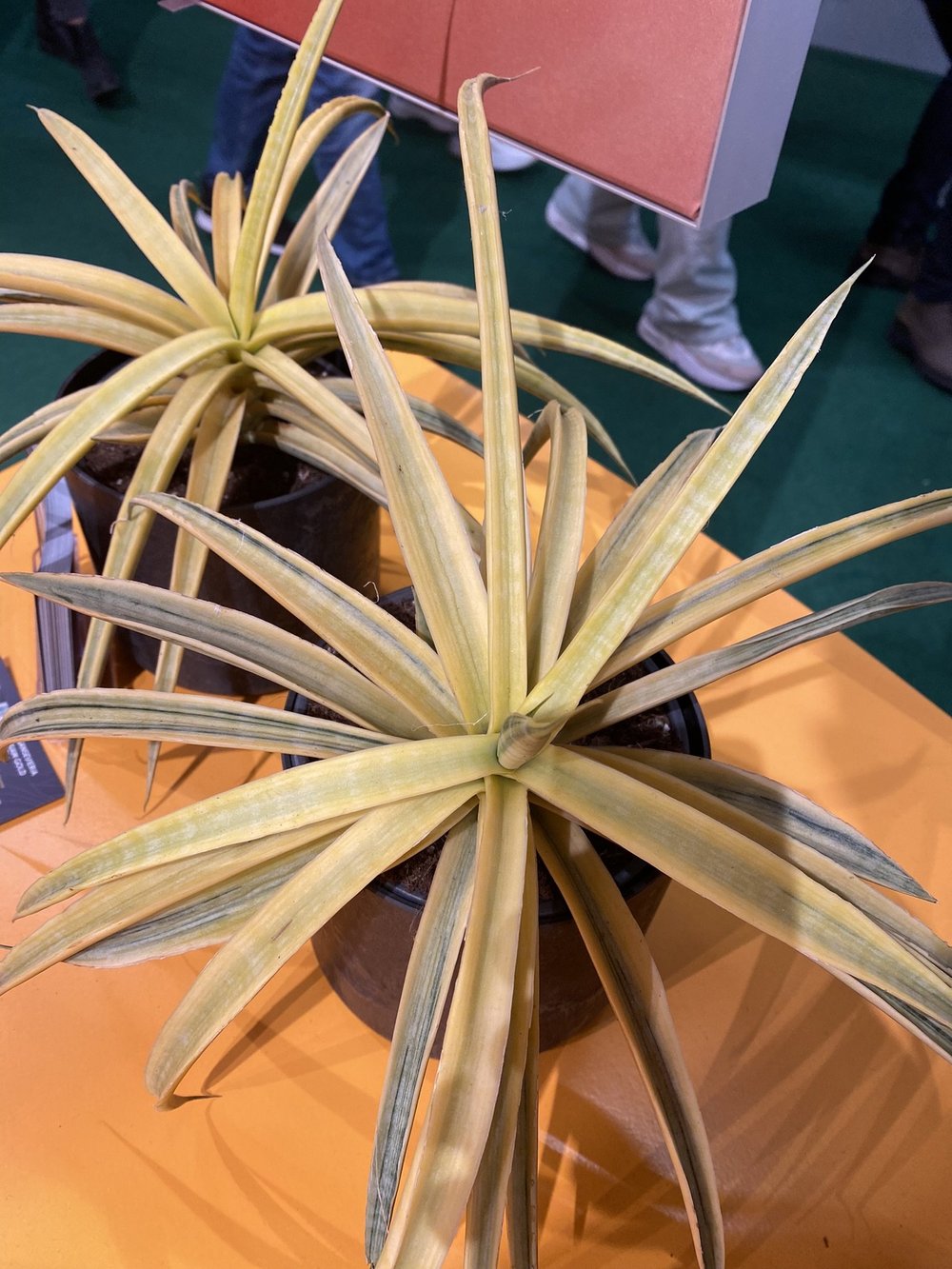 Blog Maarten Huisman