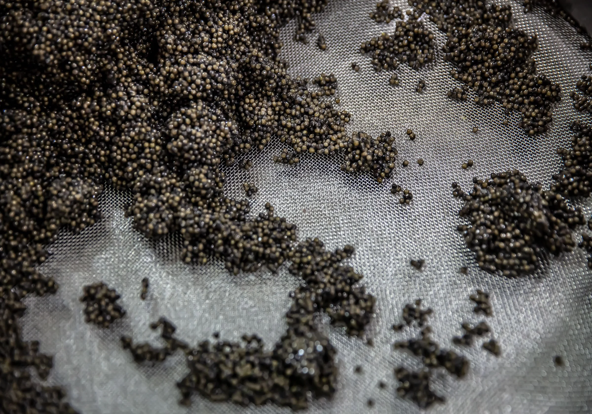 Caviar-25-Nic-Gaunt.jpg