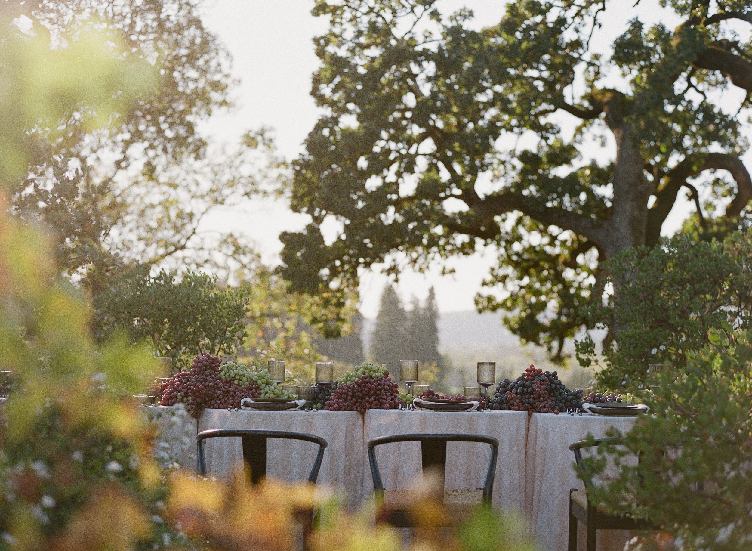Outdoor welcome event table at Copain Winery in Healdsburg Sonoma County, grape cluster centerpieces under oak trees at golden hour, film wedding photography by Radostina Boseva