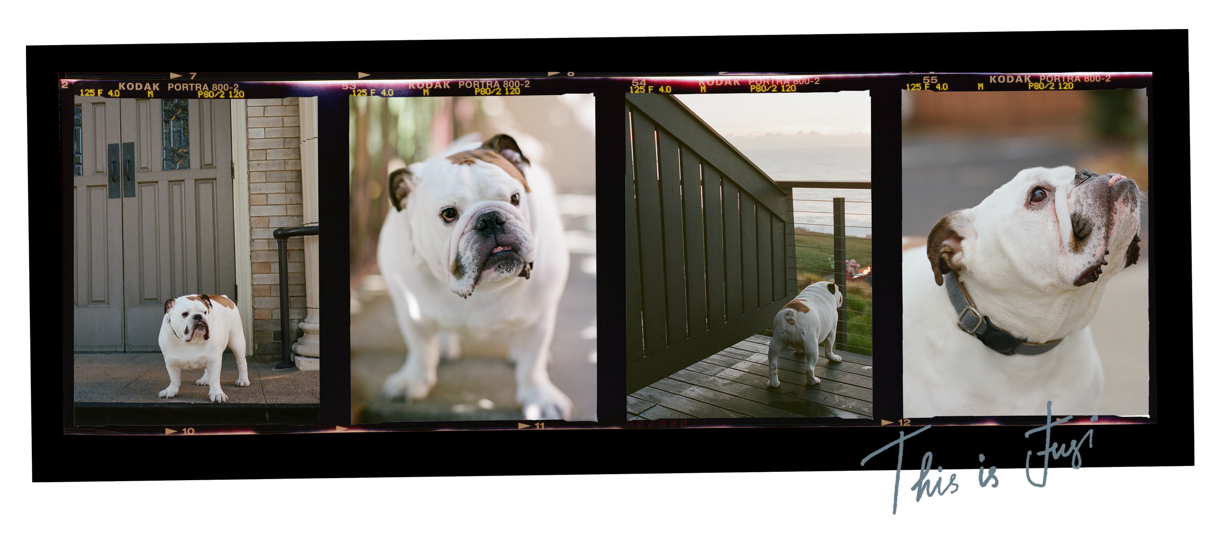 contact strip of fuji, an english bulldog, photographed on kodak portra 800 medium format film by radostina boseva