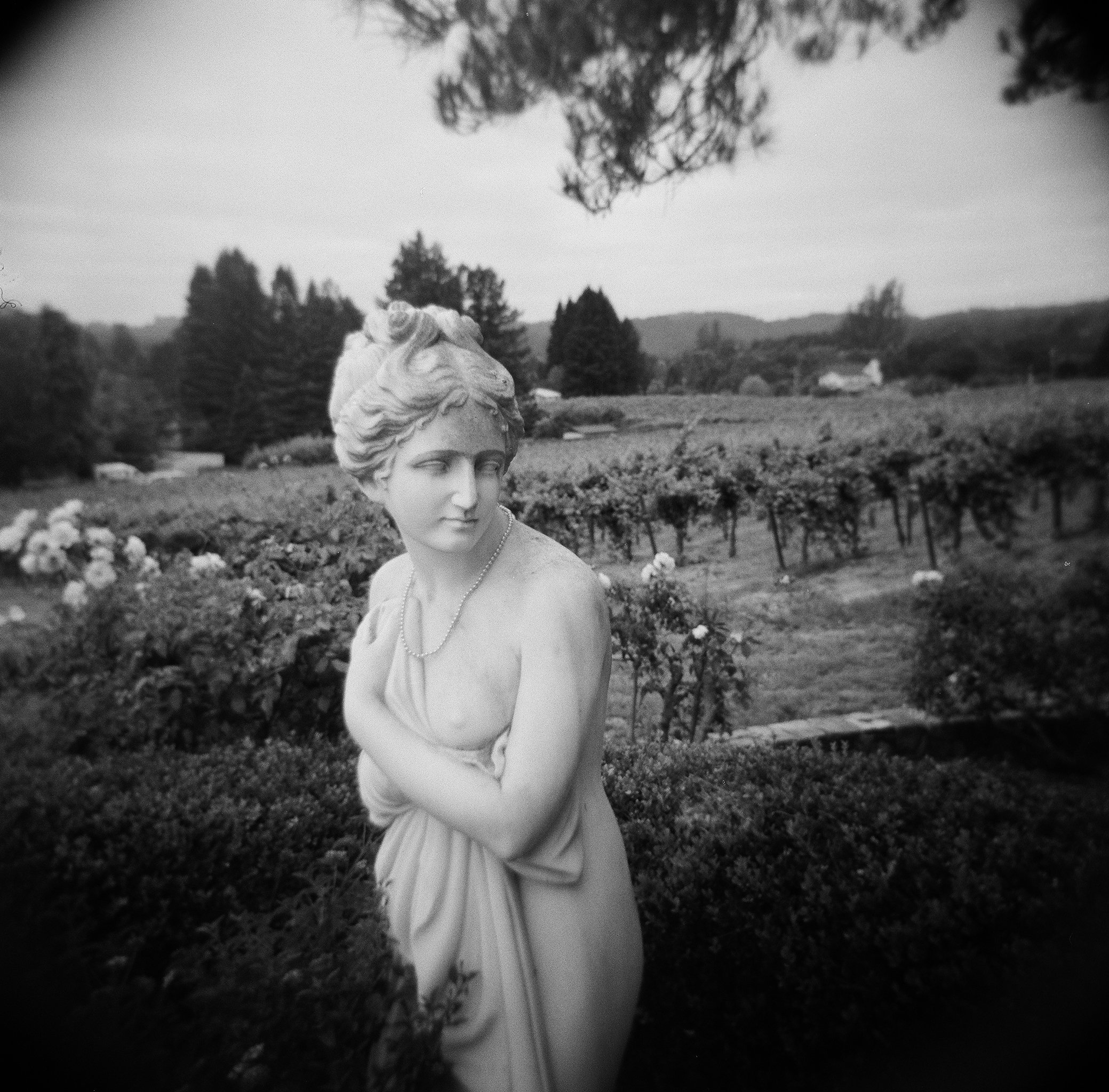 Black and white film photograph of a classical statue draped in pearls, set against Napa Valley vineyard rows and rose bushes — Radostina Boseva Photography