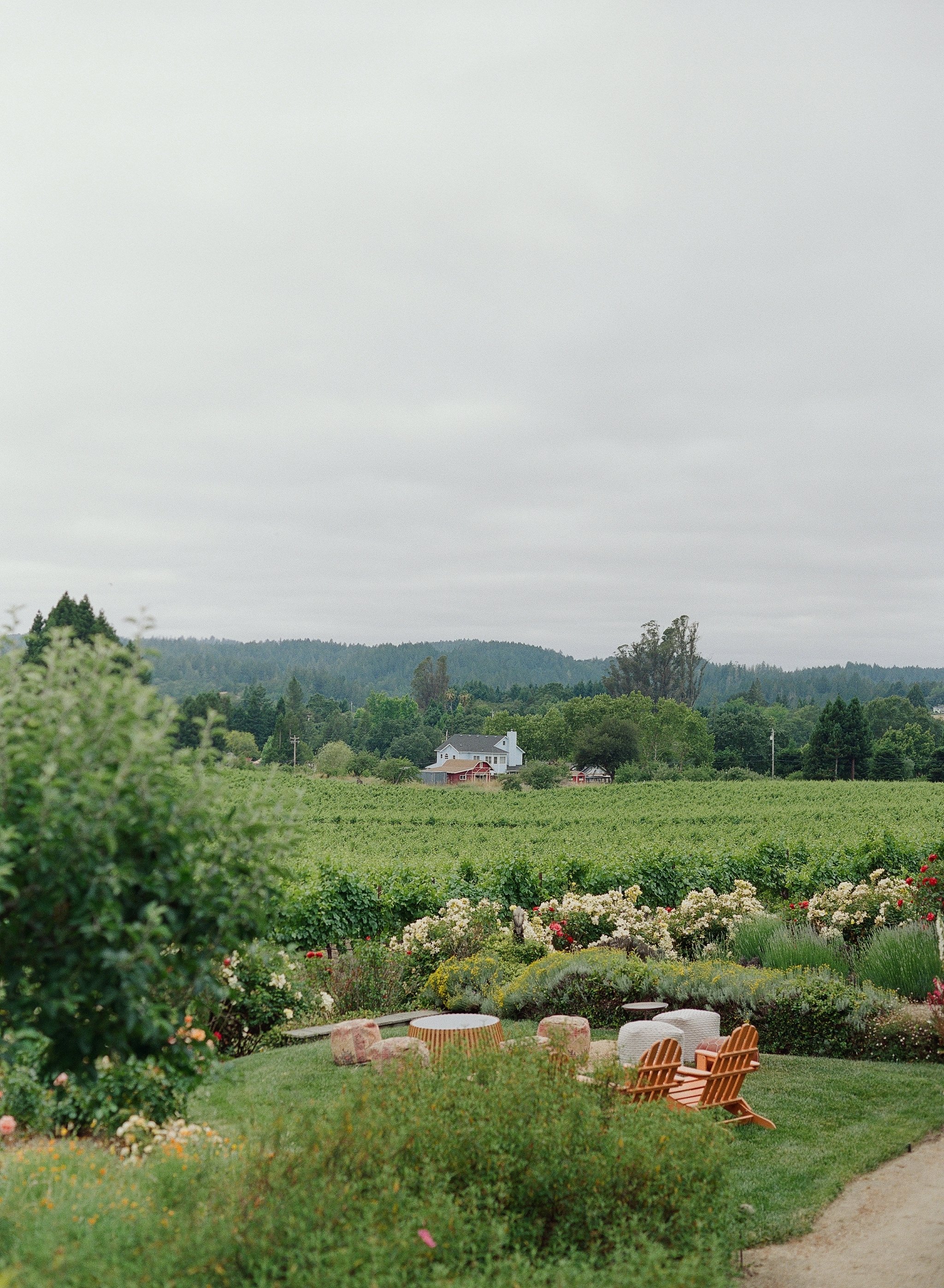 Napa Valley vineyard wedding venue with rose garden, wildflowers, and rolling vine rows — film wedding photography by Radostina Boseva