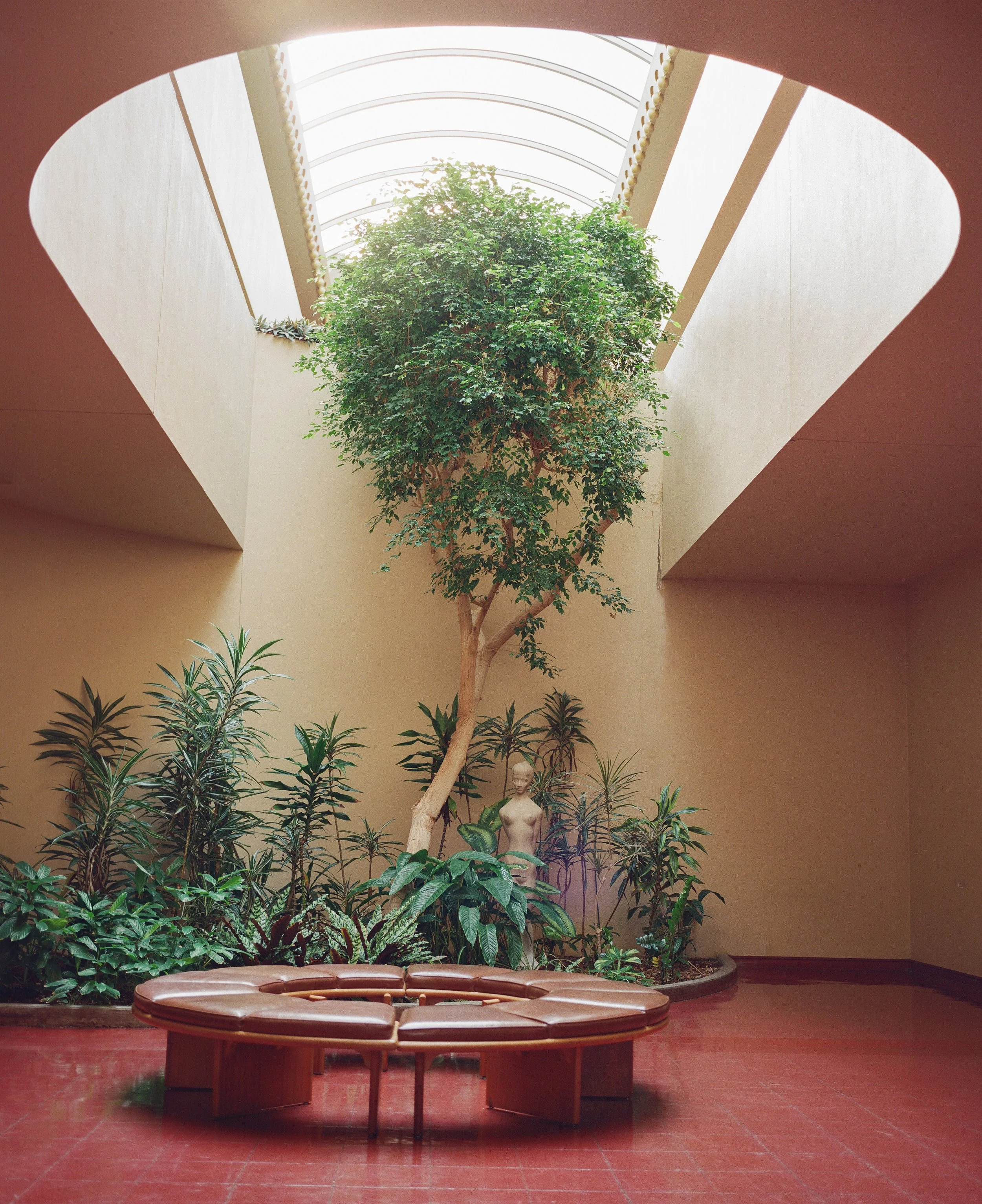 skylit atrium with a full-grown tree and round leather bench · marin county civic center · editorial film photography by radostina boseva