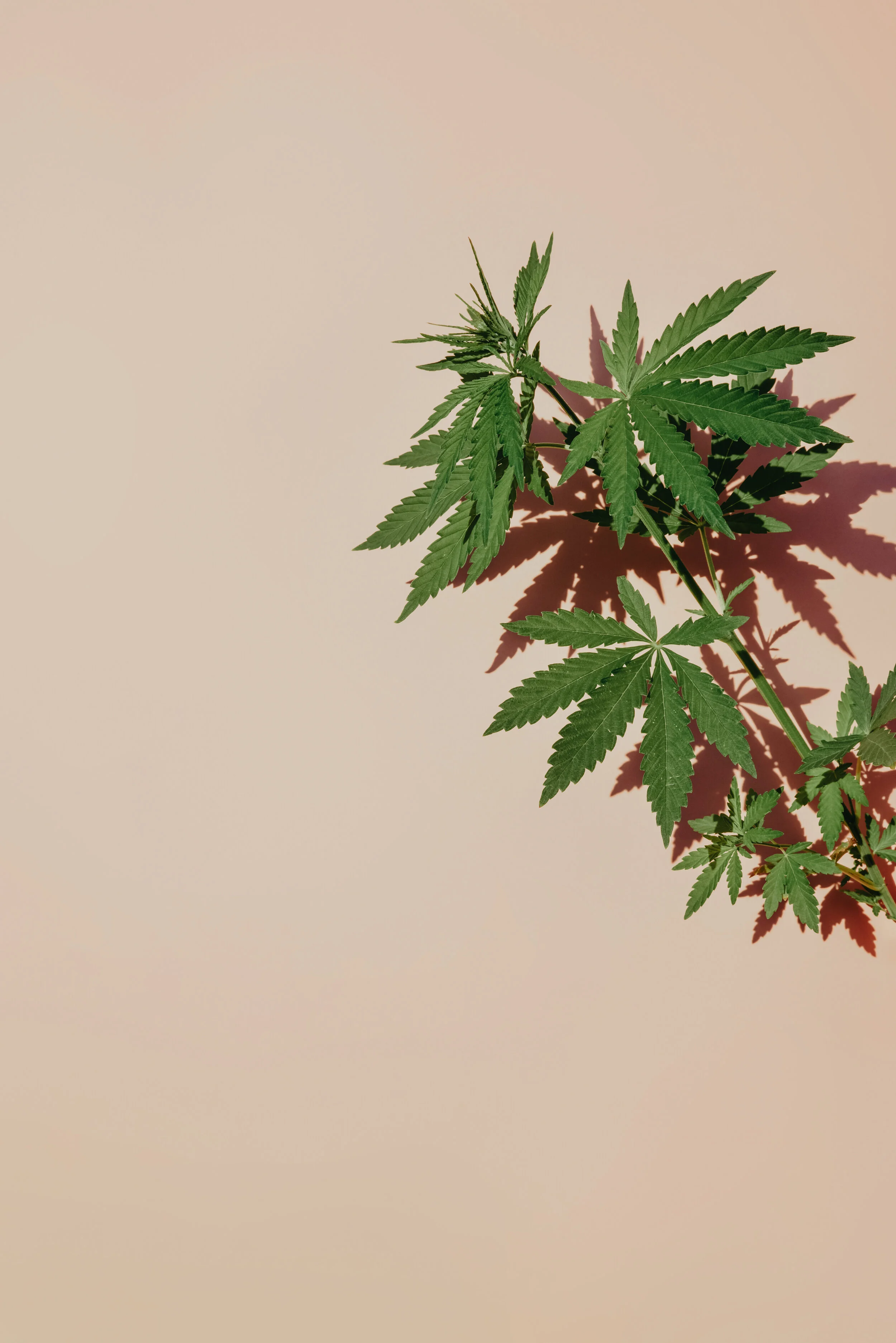KURE_Cannabis_Marijuana_Dispensary_Santafe.jpg