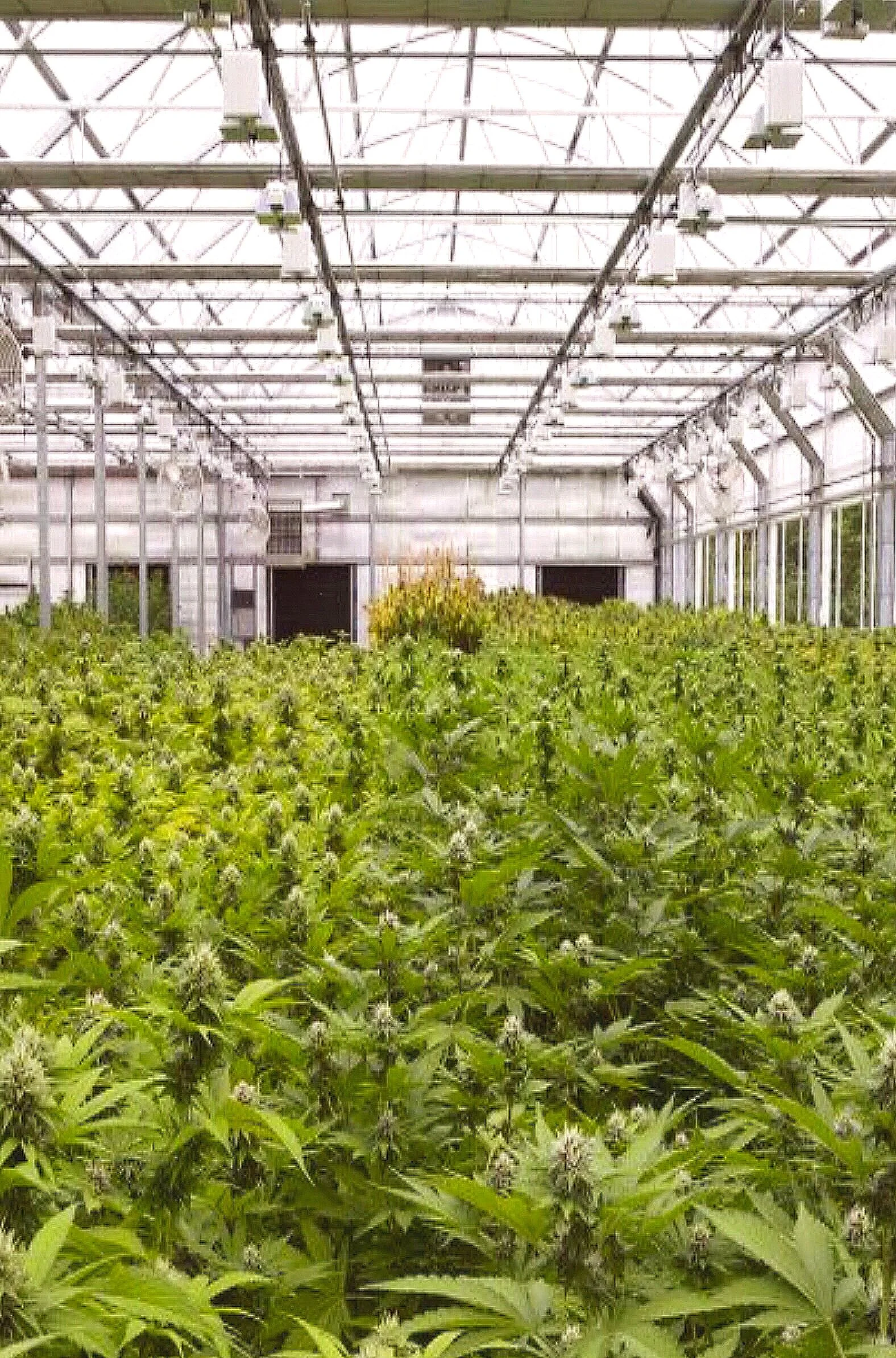 KURE_Dispensary_SantaFe_NewMexico_Sustainability_2.png