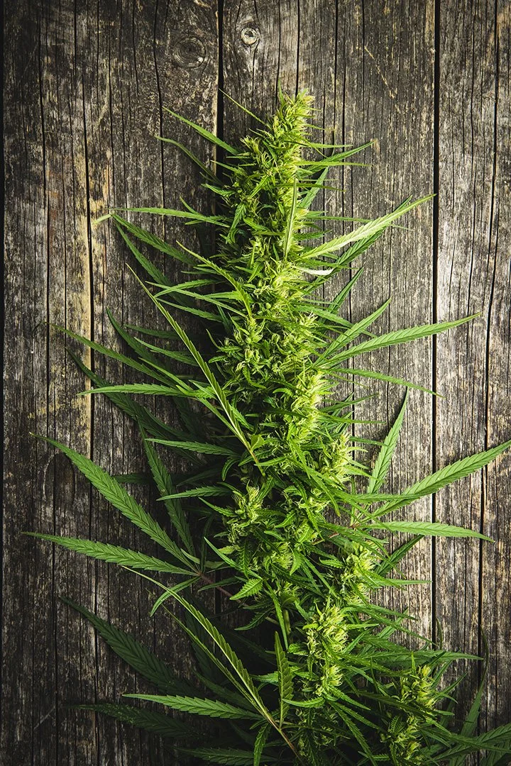 KURE Dispensary_Grow_Flower.jpg