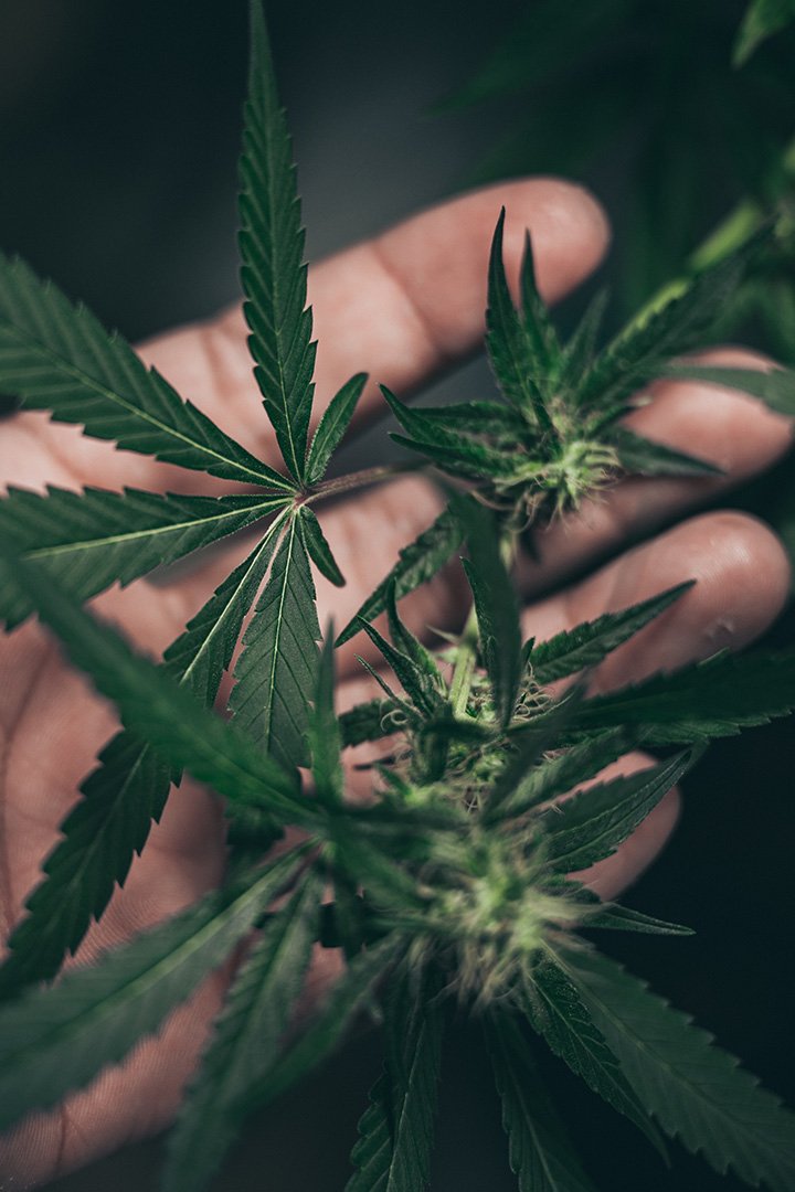 KURE Dispensary_Grow.jpg