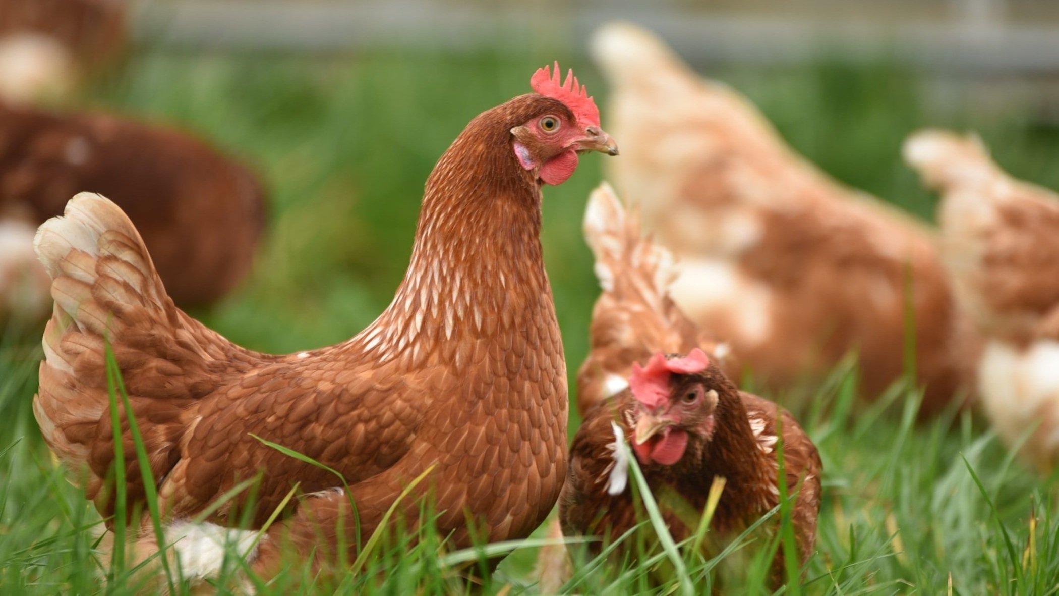 Chickens to control flies?