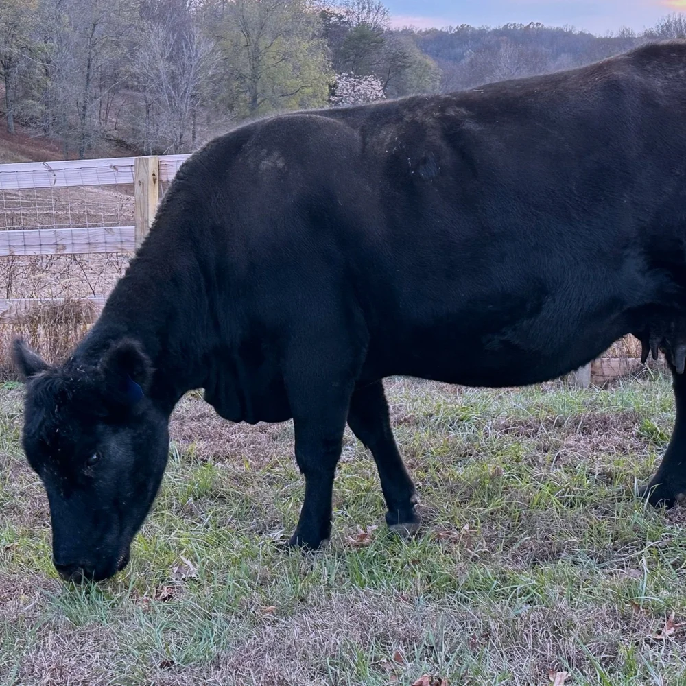 Tennessee Cow Rescue | Donate, Volunteer, Read Denise's Story