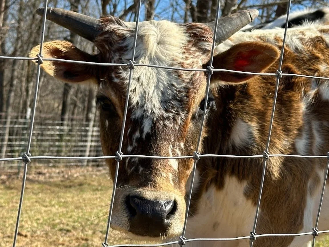 The Truth About Dehorning Cattle: Not Painless, and Not Risk-Free