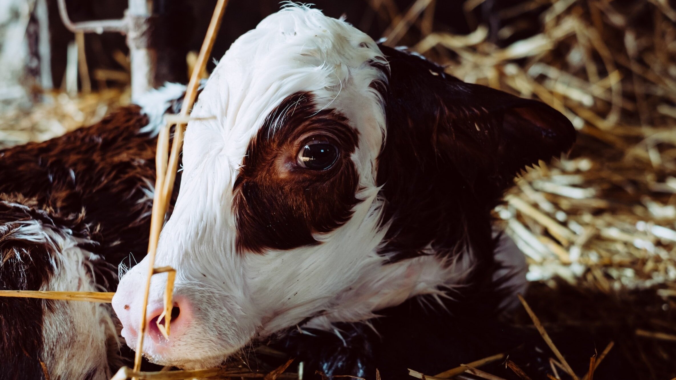 How to care for a bottle calf