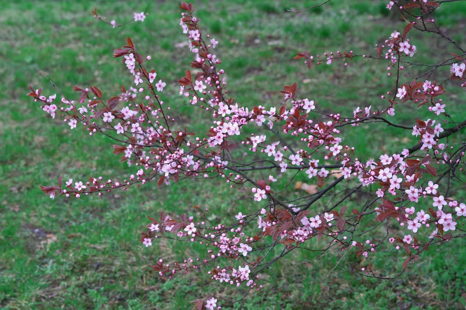 Pale pink cherry blossom on bare branches