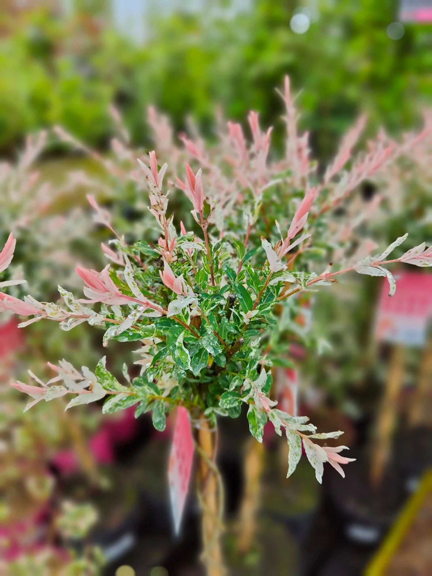 Pink variegated willow standard at Hollybeck Garden Centre, Southwell
