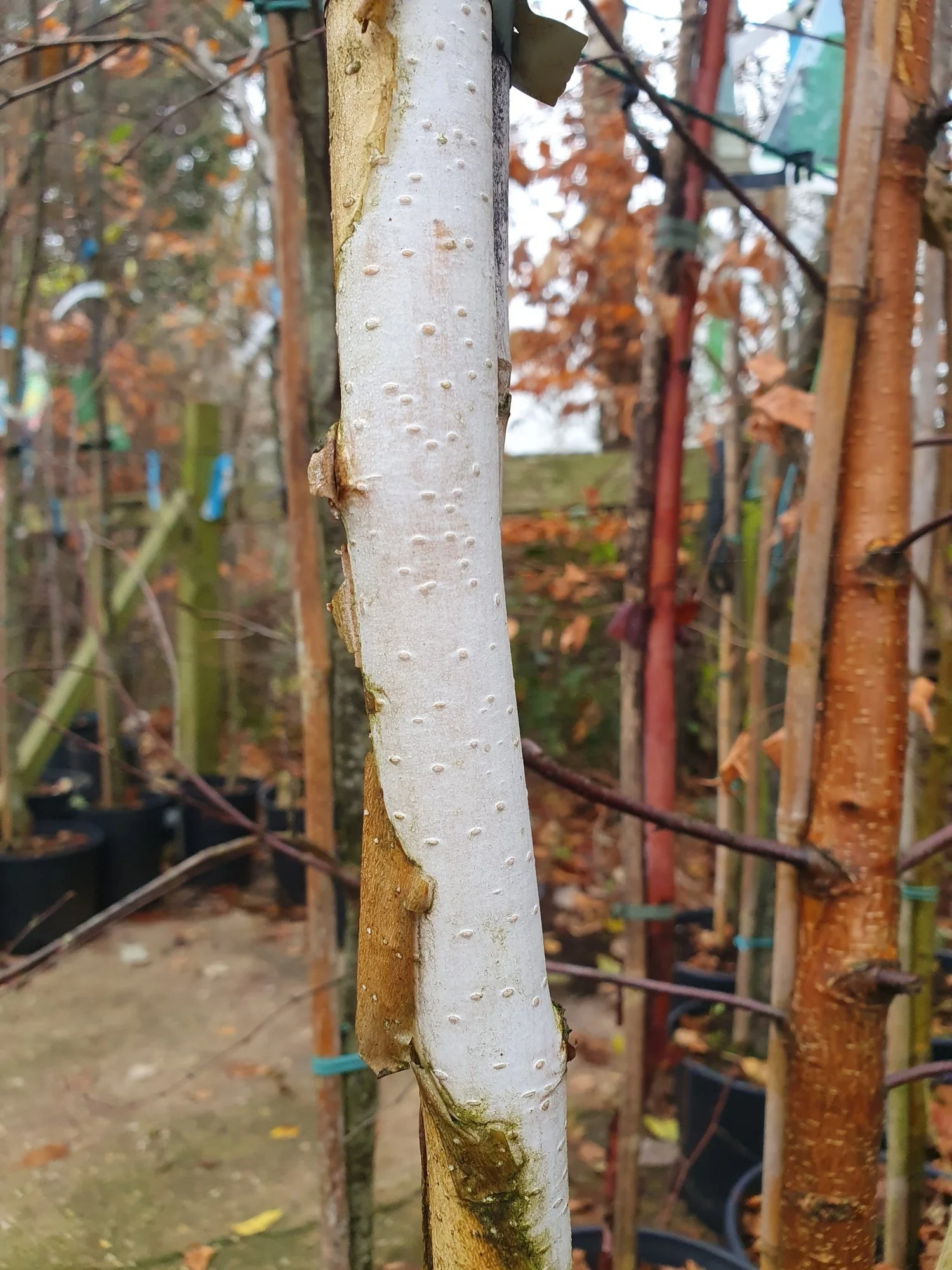 White bark of a Himalayan birch at Floralands Garden Centre