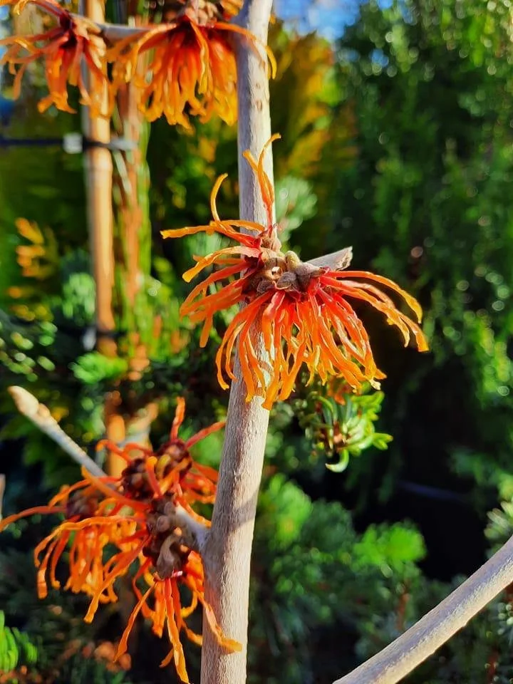 Witch hazel (Hamamelis) in flower at Hollybeck Garden Centre, Southwell