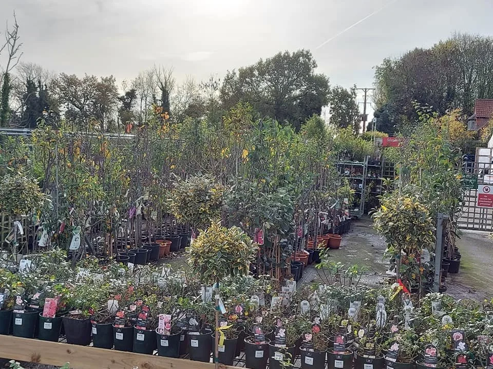 Trade plant area at Hollybeck Garden Centre, Southwell