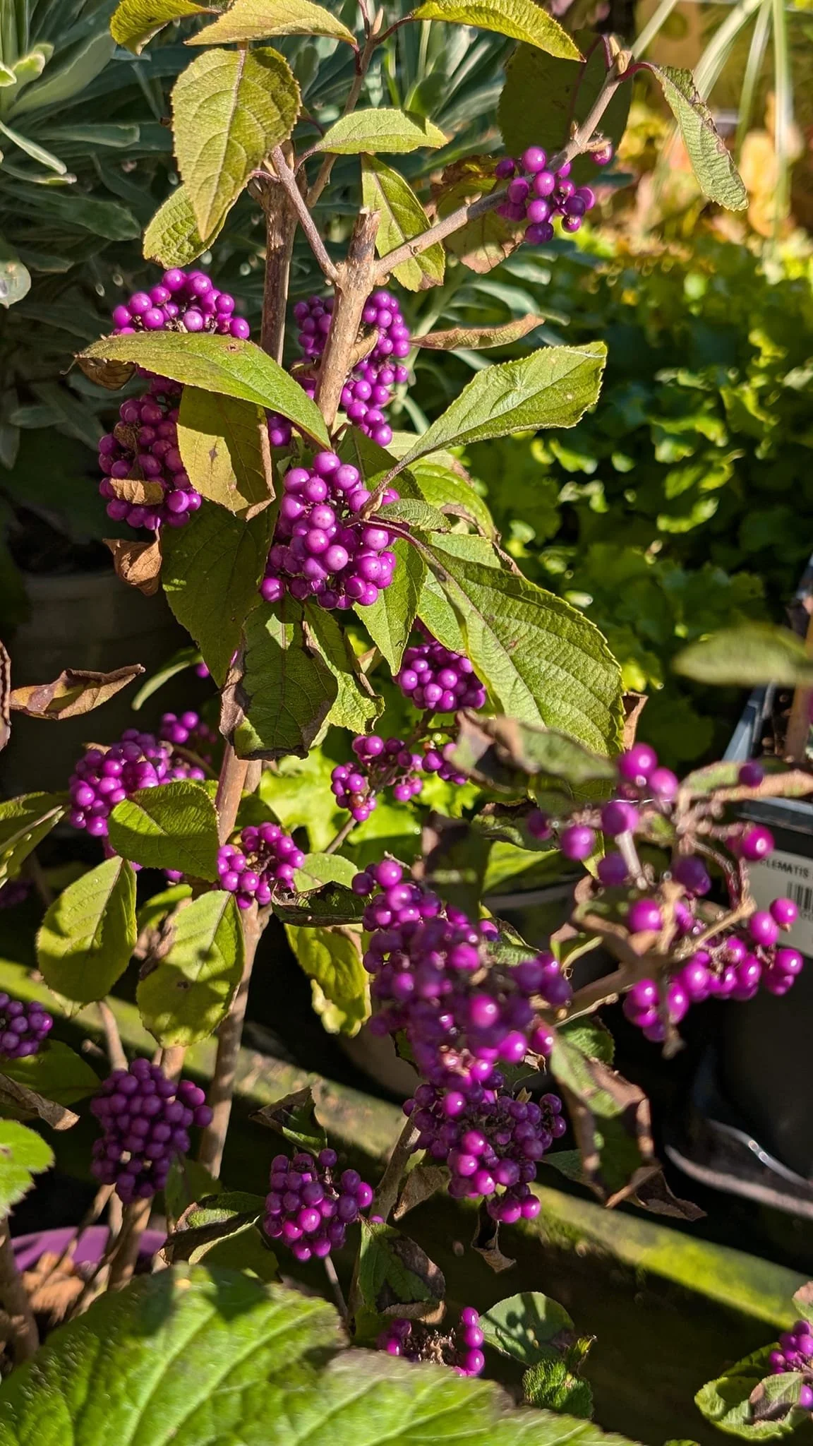 Callicarpa with purple berries at Hollybeck Garden Centre, Southwell