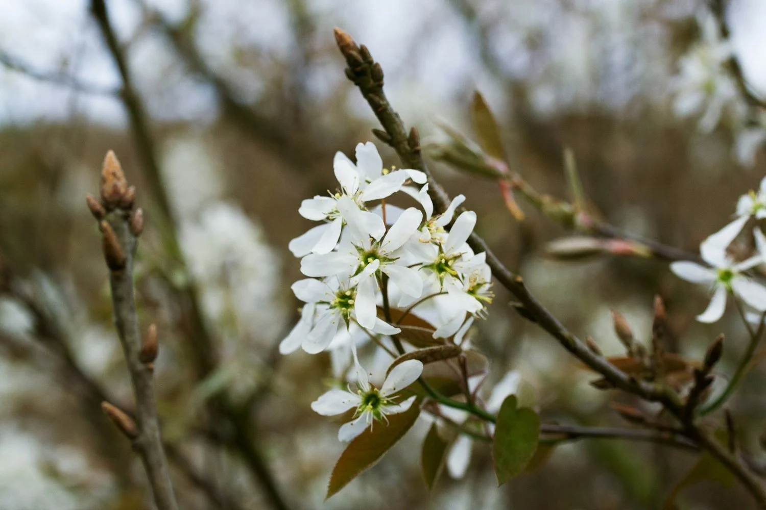 White amelanchier blossom