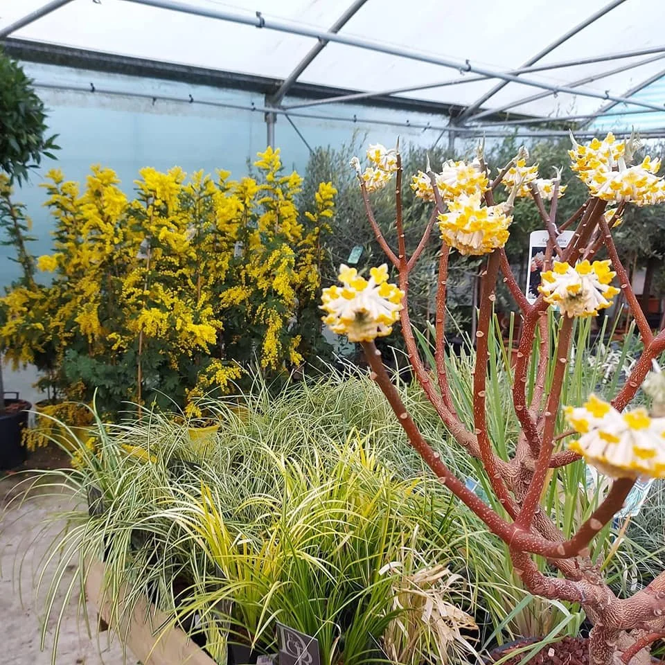 Winter-flowering shrubs in the plant area at Hollybeck Garden Centre, Southwell