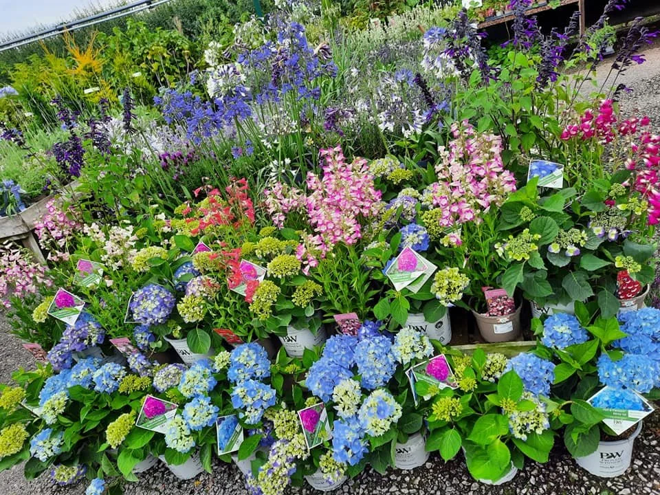 Hydrangeas in flower at Hollybeck Garden Centre, Southwell