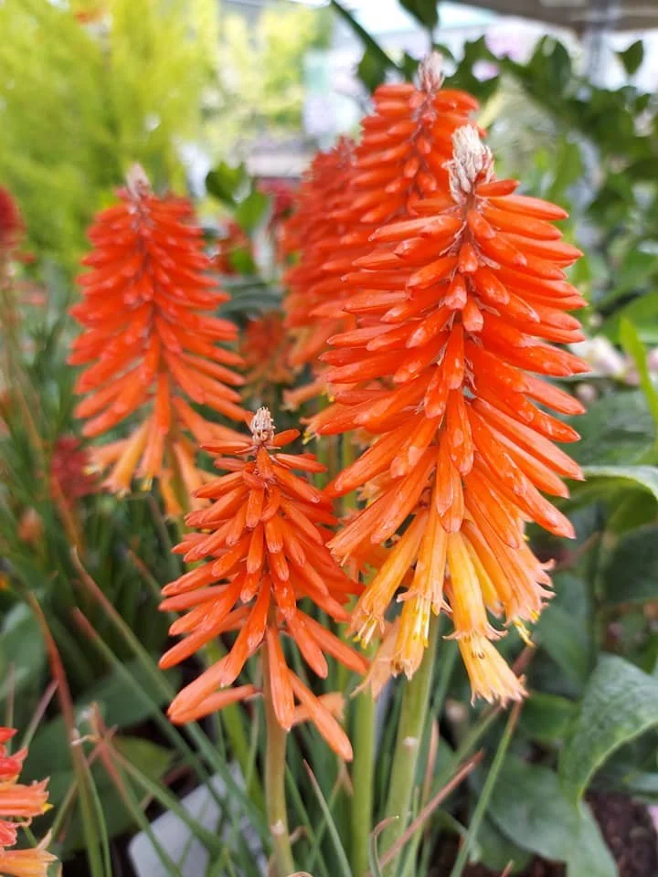 Red hot poker (Kniphofia) at Hollybeck Garden Centre, Southwell