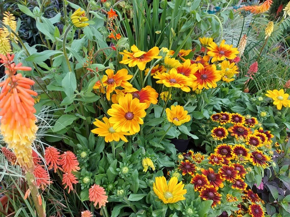 Rudbeckias and gaillardias at Hollybeck Garden Centre, Southwell