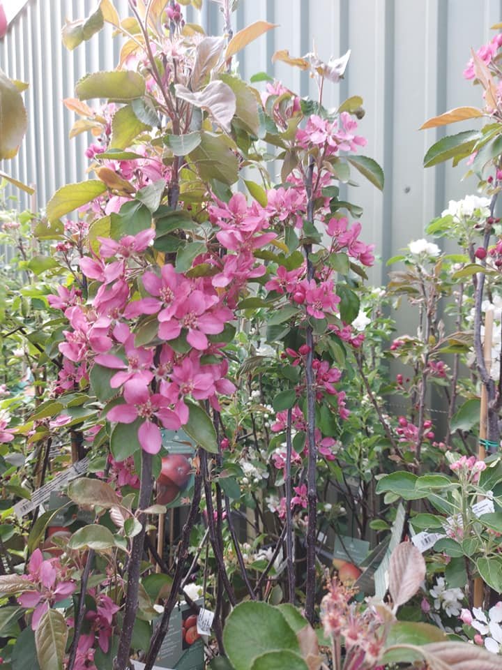 Pink flowering shrub at Hollybeck Garden Centre, Southwell