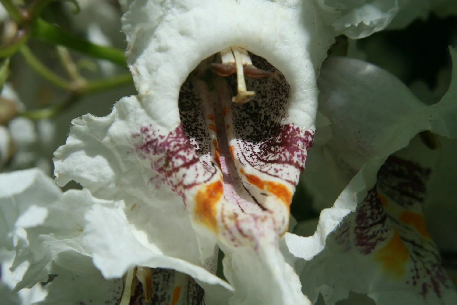 Catalpa flowers close up
