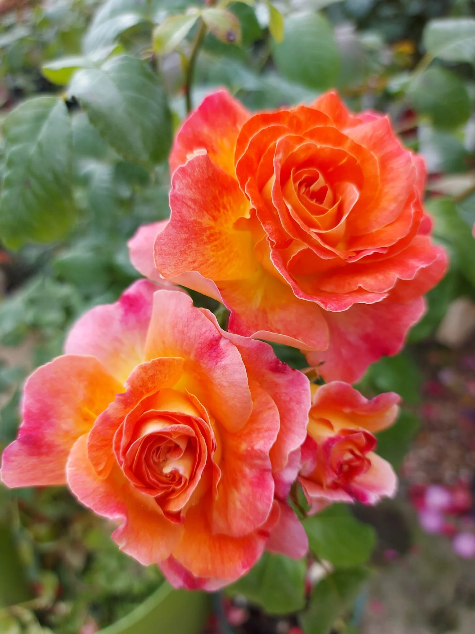 Orange roses at Hollybeck Garden Centre, Southwell