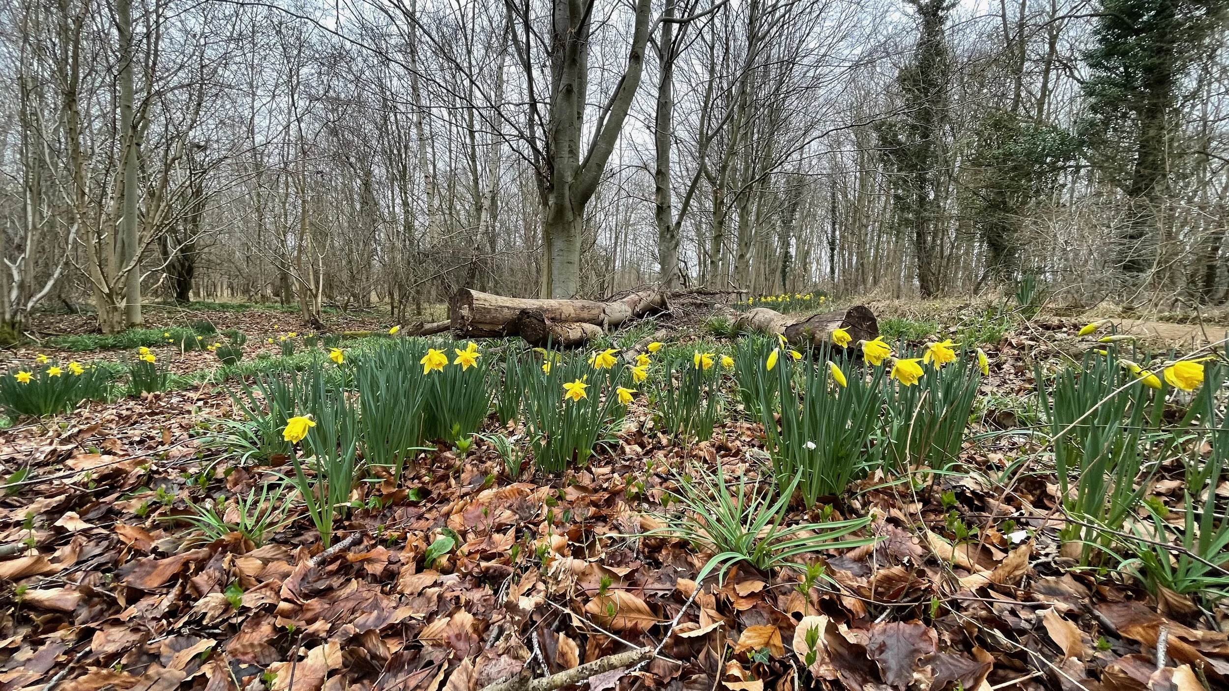 Palm Sunday and the lifting of lock down